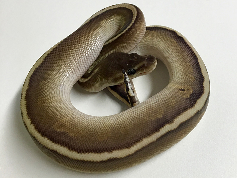 Black Pastel Granite Hidden Gene Woma Mojave