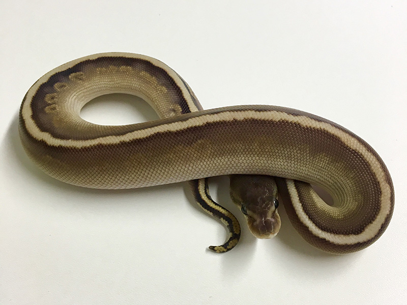 Black Pastel Granite Hidden Gene Woma Mojave