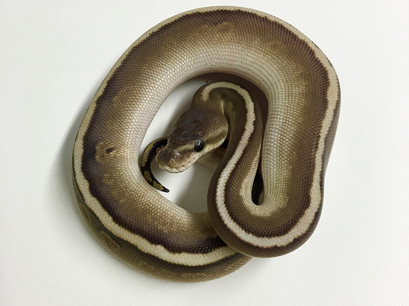 Black Pastel Granite Hidden Gene Woma Mojave