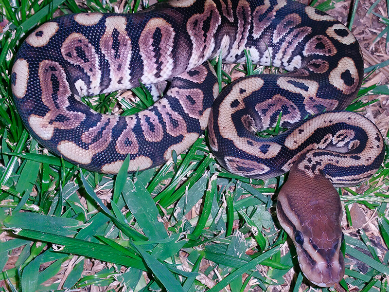 Black Pastel Granite Hidden Gene Woma