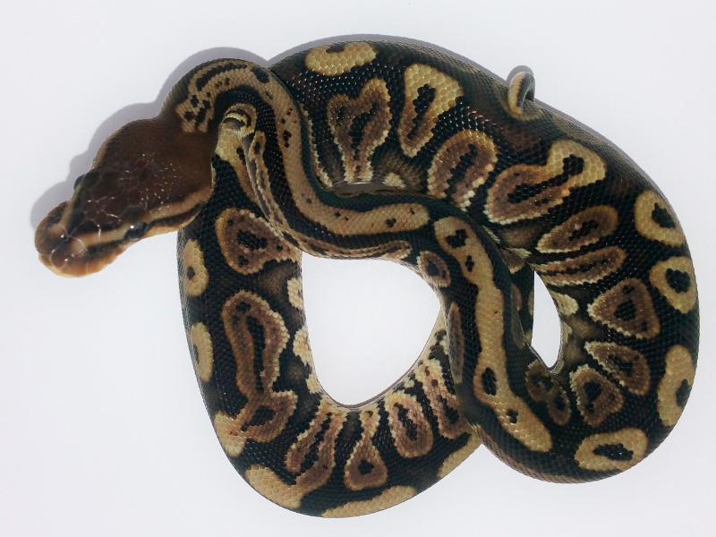 Black Pastel Granite Hidden Gene Woma