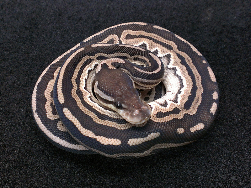 Black Pastel Het Red Axanthic Mystic