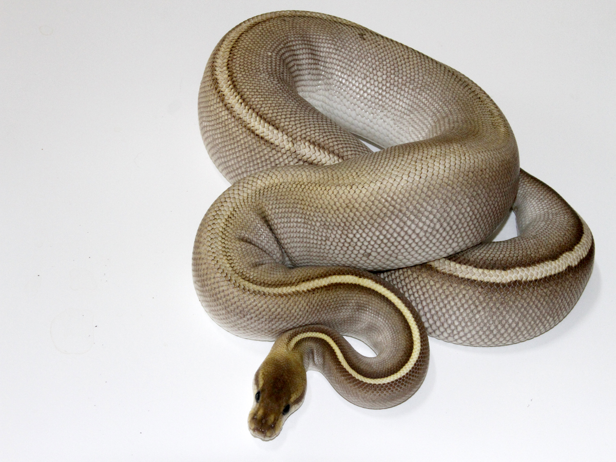 Black Pastel Huffman Mojave Yellow Belly