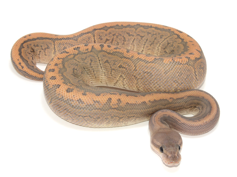 Black Pastel Hypo Pinstripe