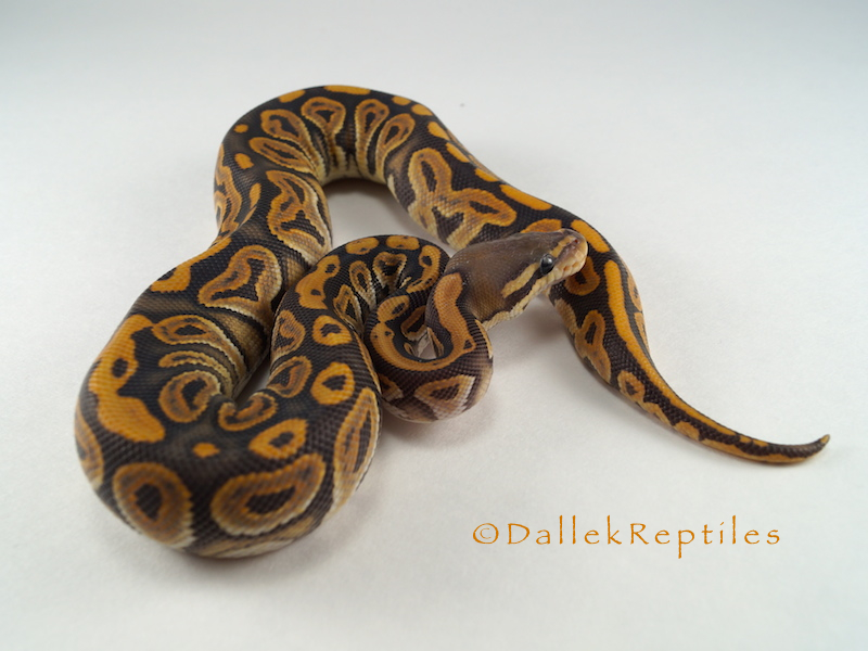 Black Pastel Hypo 