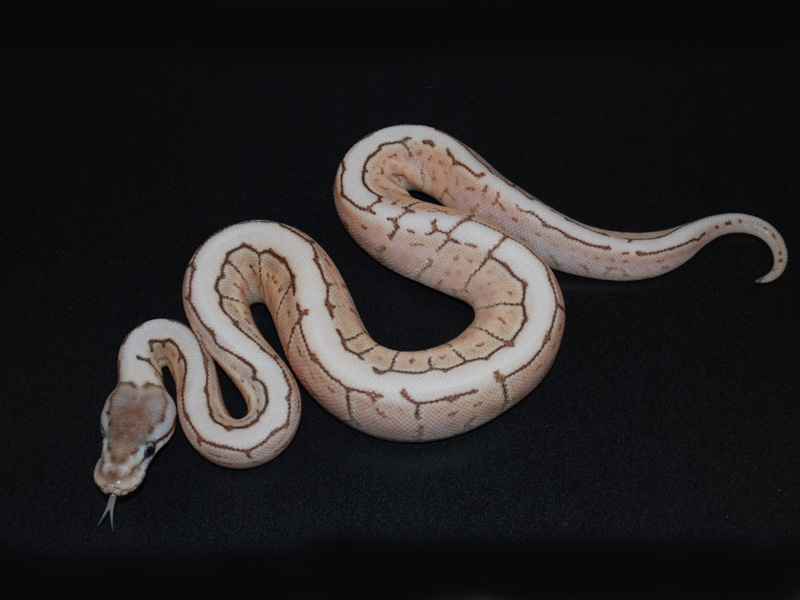 Black Pastel Kingspin