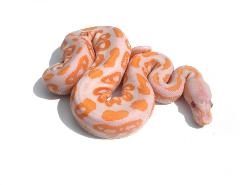 Black Pastel Lavender Albino