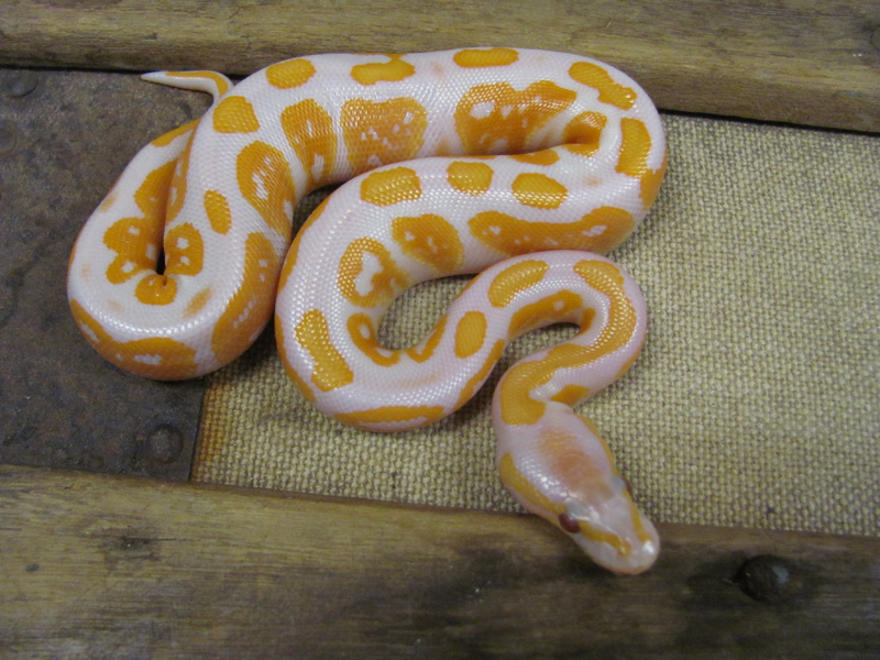 Black Pastel Lavender Albino