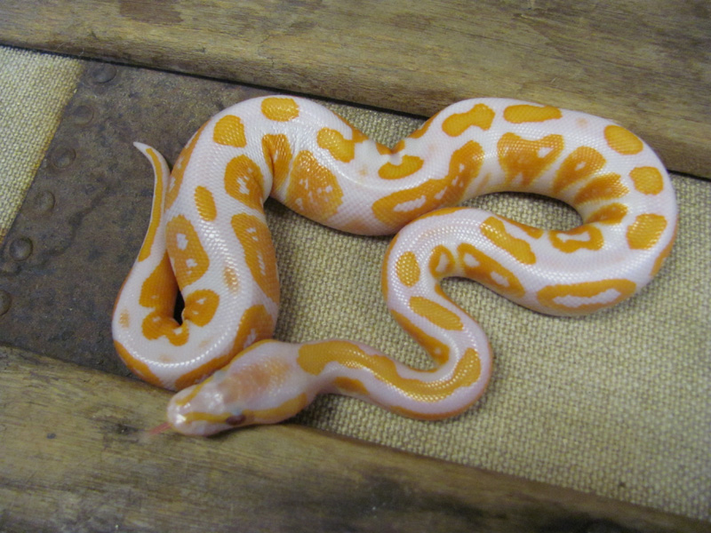 Black Pastel Lavender Albino