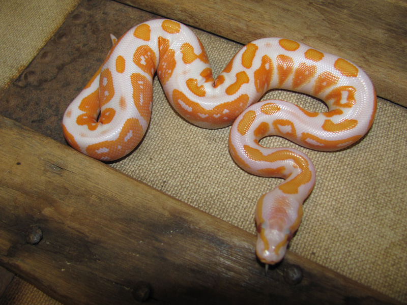 Black Pastel Lavender Albino