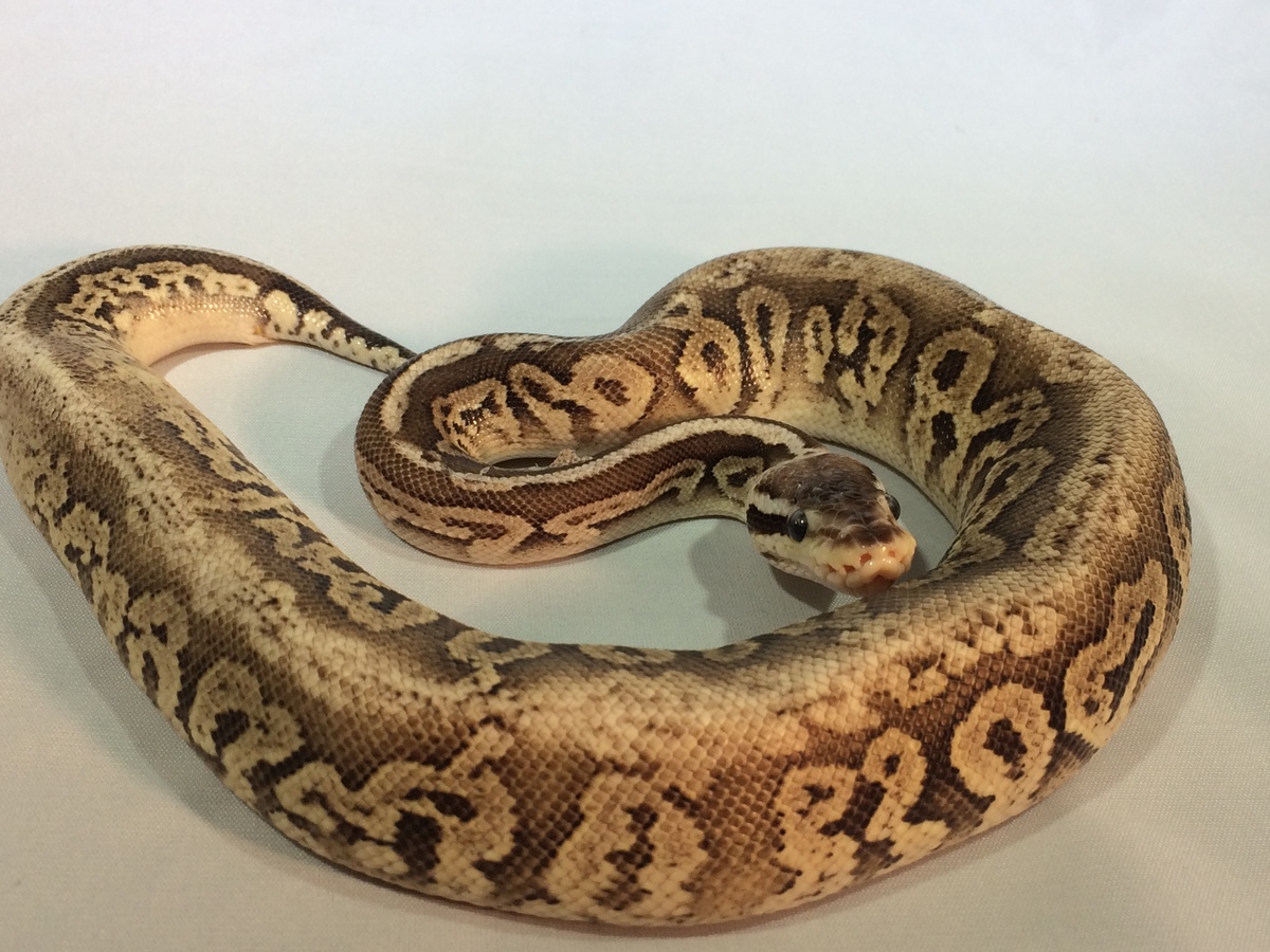 Black Pastel Lemonback Pastel