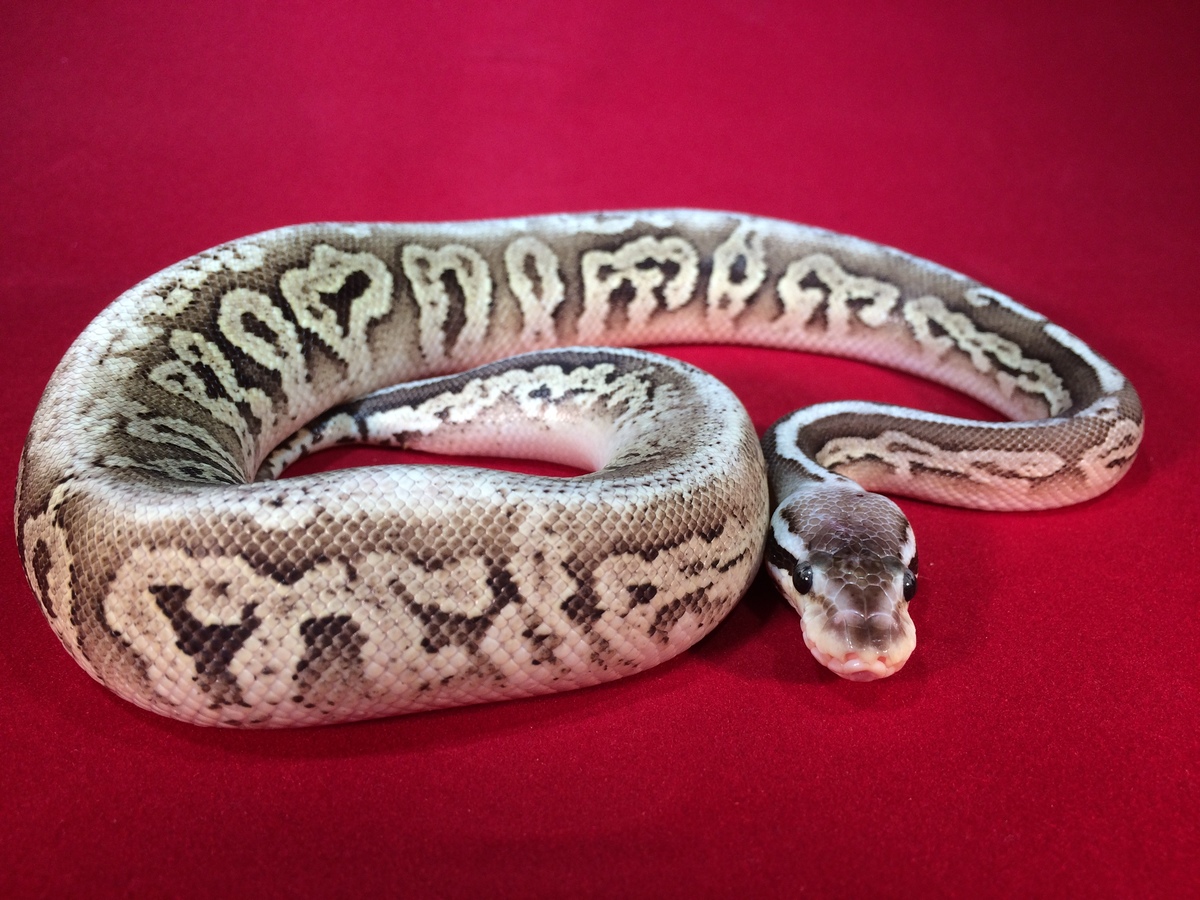 Black Pastel Lemonback Pastel