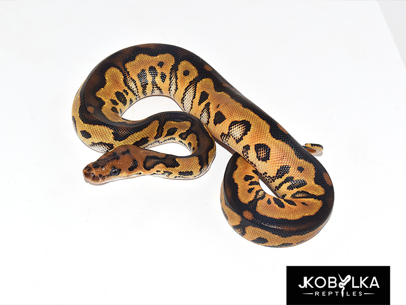 Black Pastel Leopard Clown