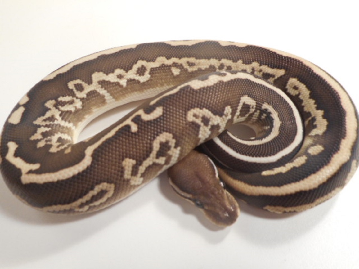 Black Pastel Leopard Lesser