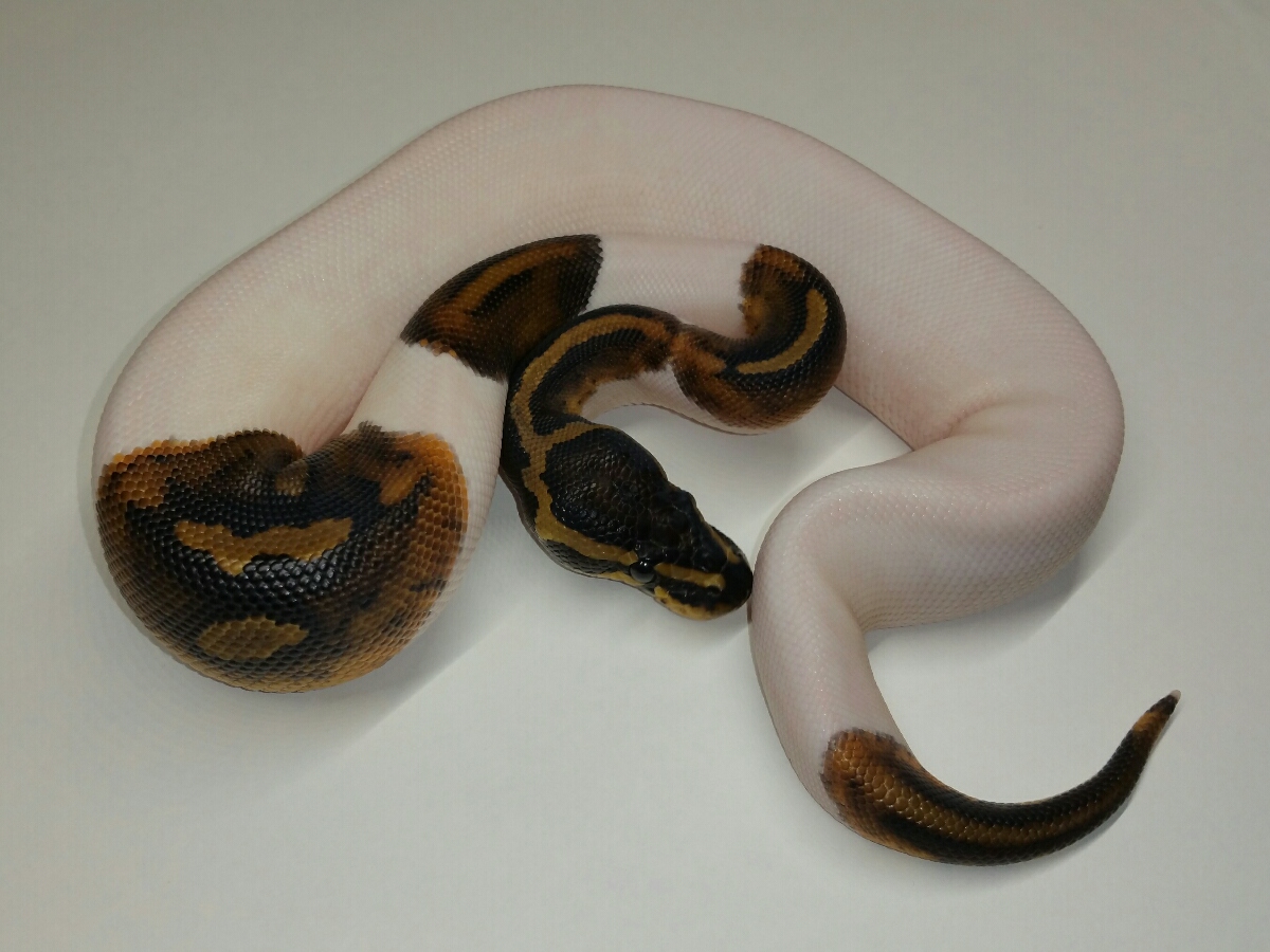 Black Pastel Leopard Piebald