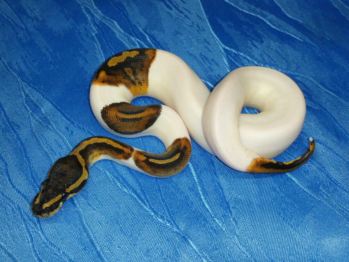 Black Pastel Leopard Piebald