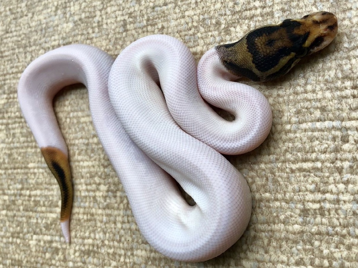 Black Pastel Leopard Piebald