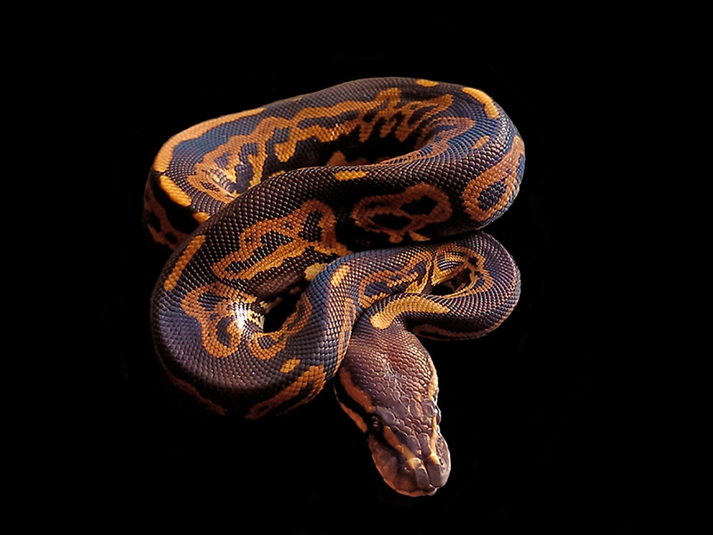 Black Pastel Leopard