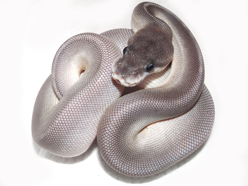 Black Pastel Lesser Huffman