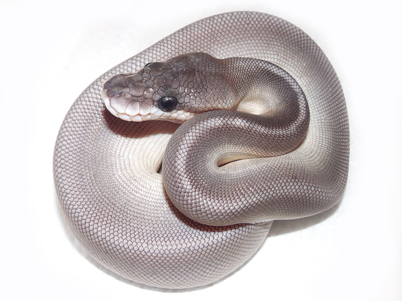 Black Pastel Lesser Huffman