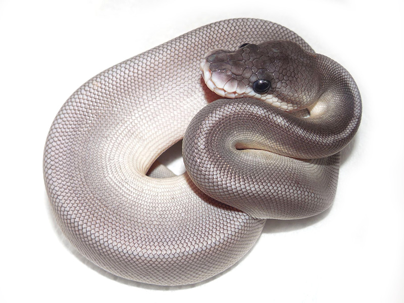 Black Pastel Lesser Huffman