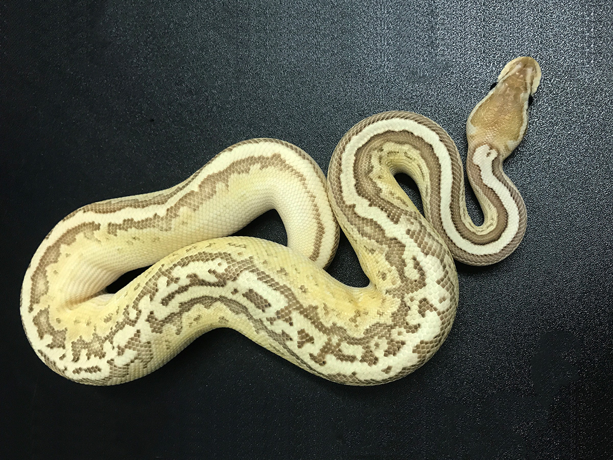 Black Pastel Lesser Orange Dream Pinstripe