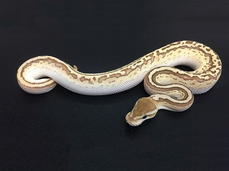 Black Pastel Lesser Orange Dream Pinstripe