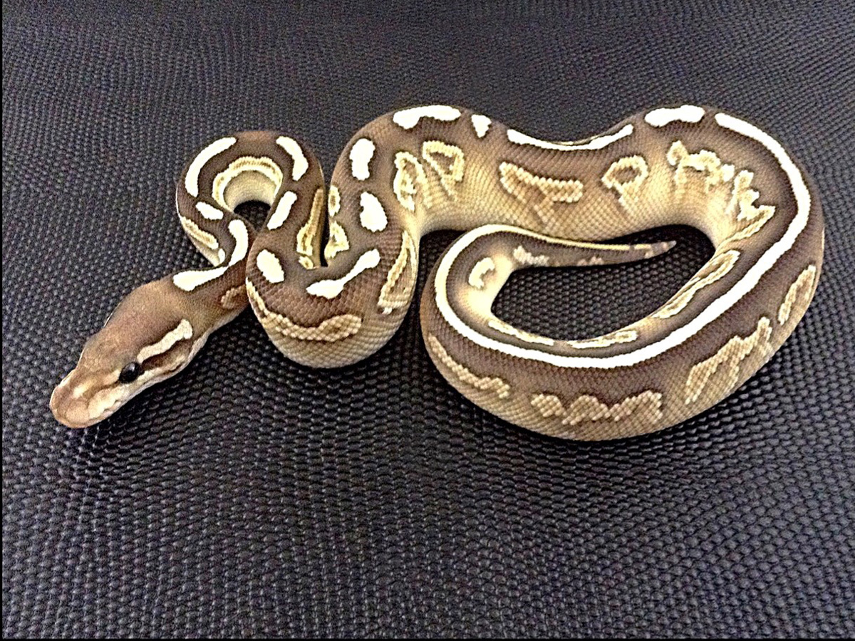 Black Pastel Lesser Specter Vanilla