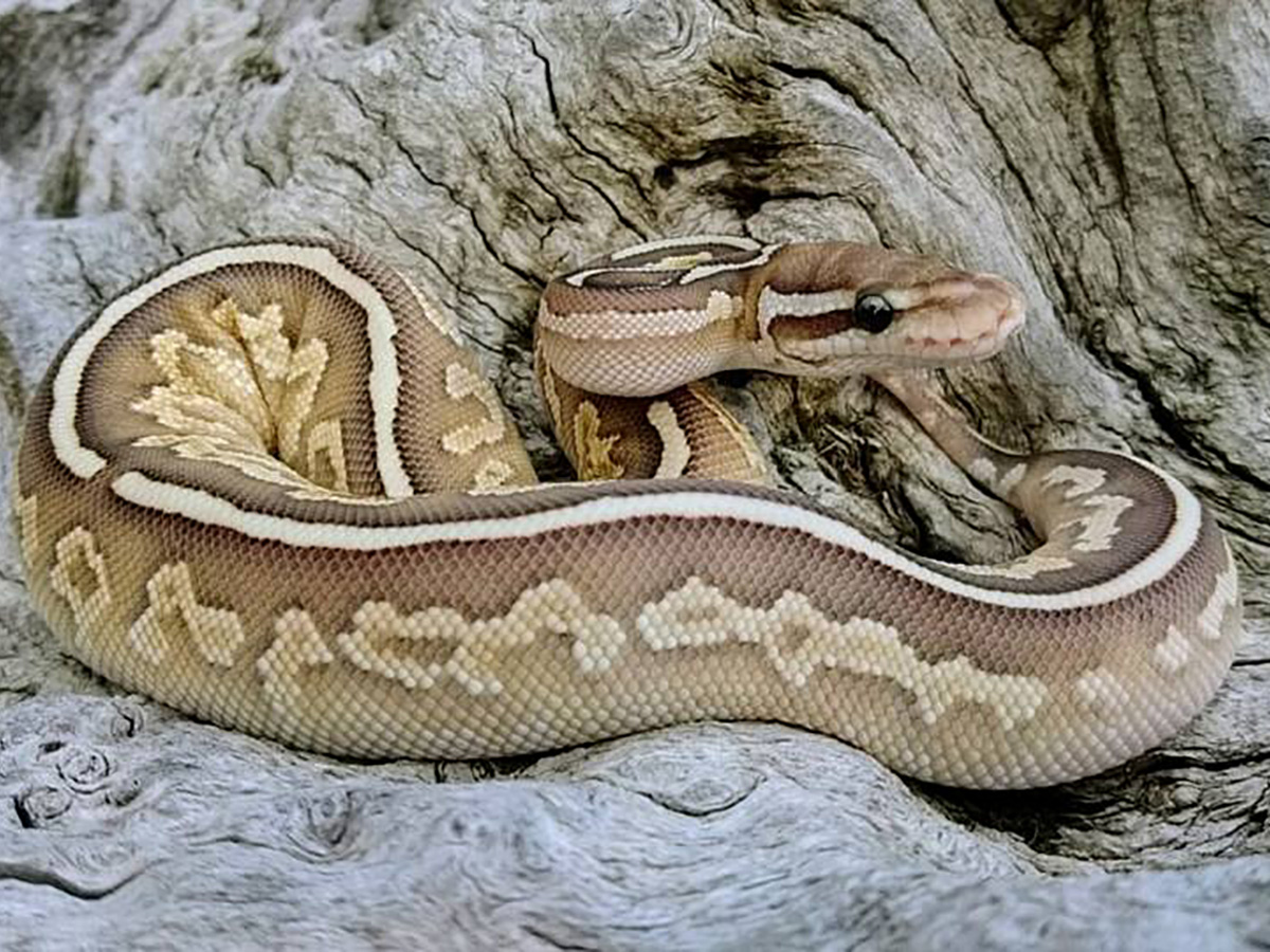 Black Pastel Lesser Specter Vanilla