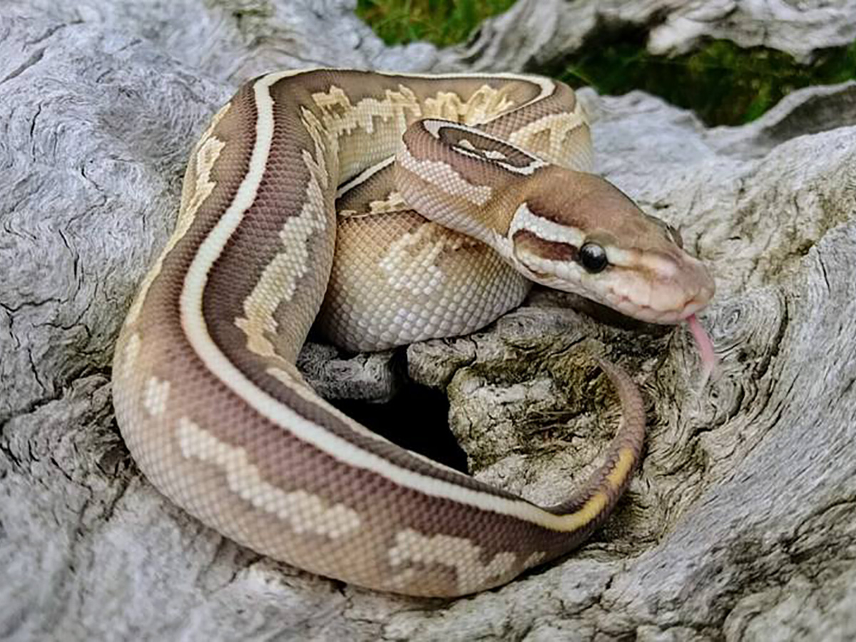 Black Pastel Lesser Specter Vanilla