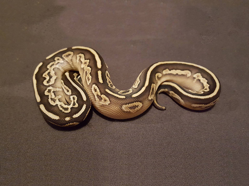 Black Pastel Lesser Specter