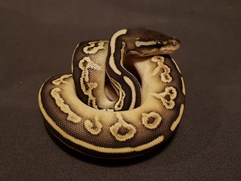 Black Pastel Lesser Specter