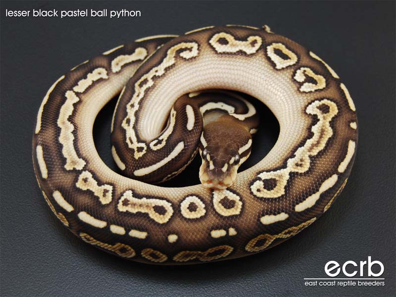 Black Pastel Lesser