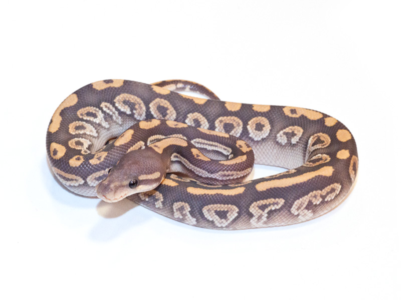 Black Pastel Mojave Hypo