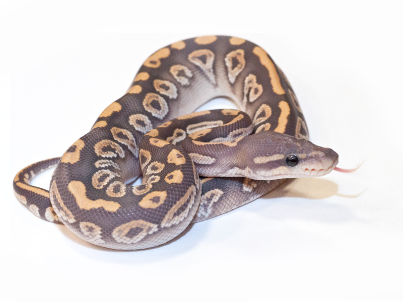 Black Pastel Mojave Hypo