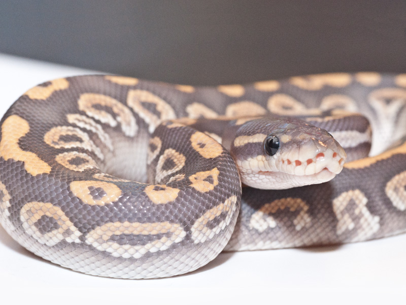 Black Pastel Mojave Hypo