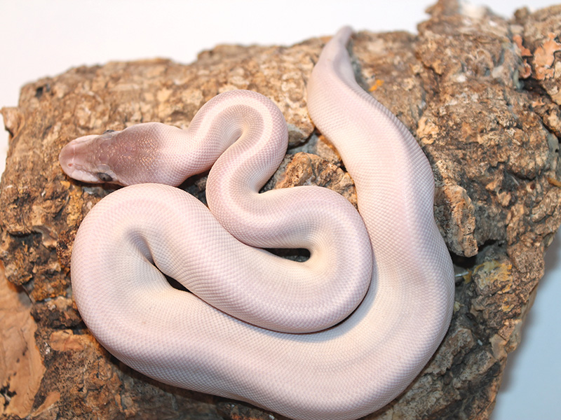 Black Pastel Mojave Mystic