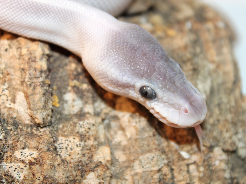 Black Pastel Mojave Mystic