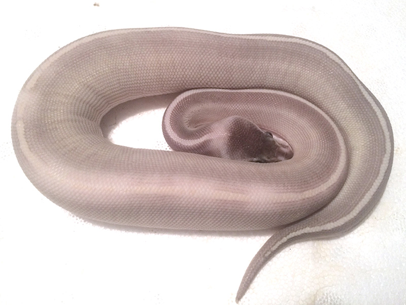 Black Pastel Mojave Phantom