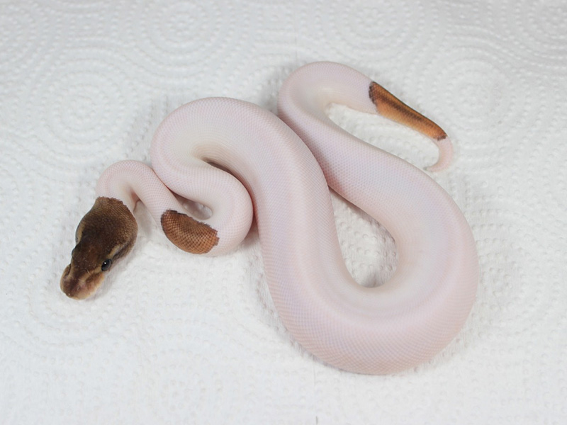 Black Pastel Mojave Piebald