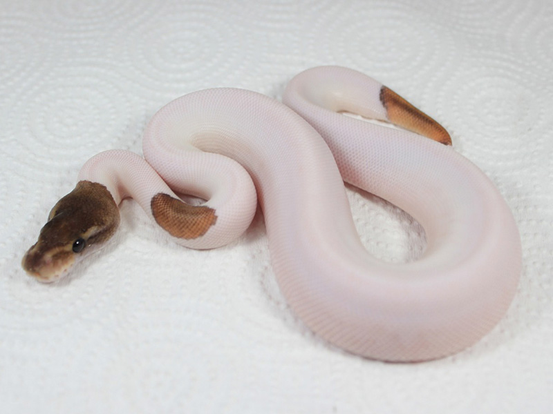 Black Pastel Mojave Piebald