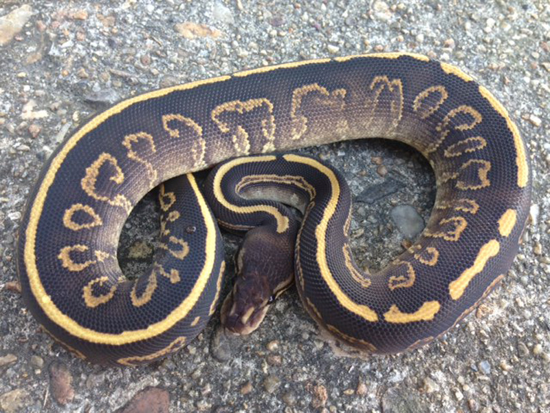 Black Pastel Mojave Sable Yellow Belly. 
