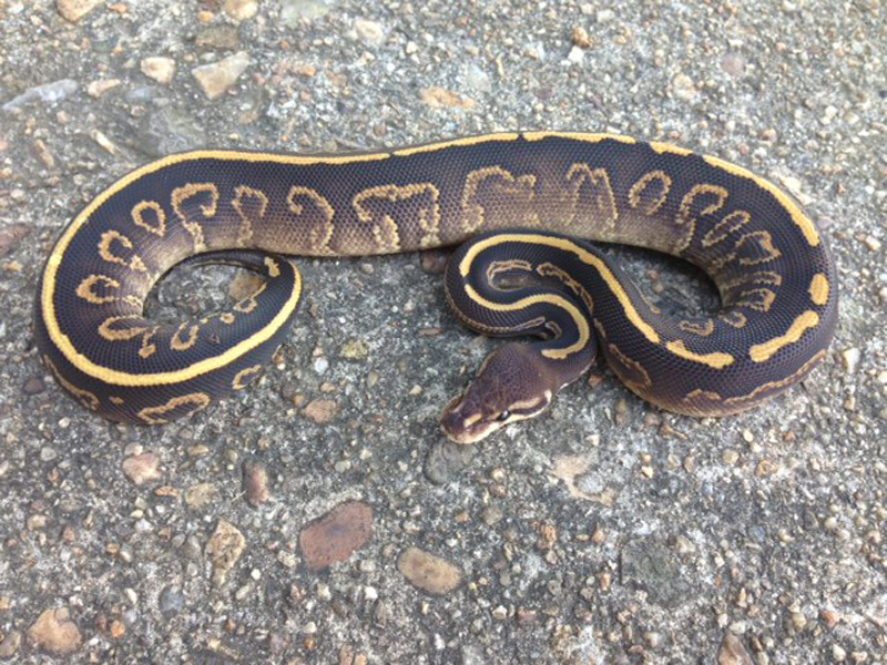 Black Pastel Mojave Sable Yellow Belly