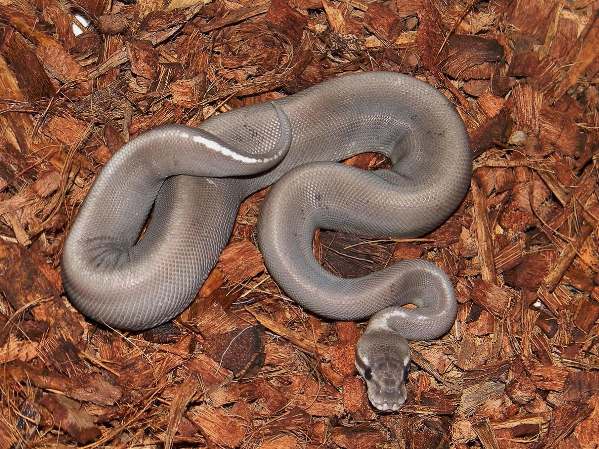 Black Pastel Mojave Super Ghi