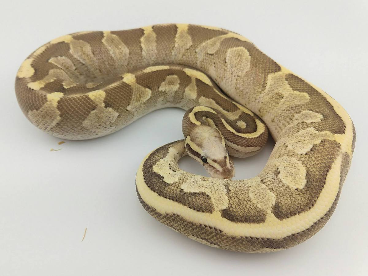 Black Pastel Mojave Super Vanilla