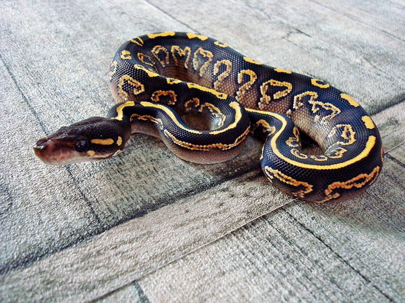 Black Pastel Mojave Yellow Belly