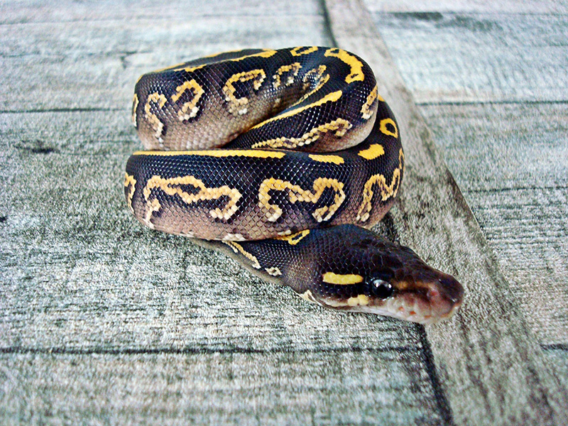 Black Pastel Mojave Yellow Belly