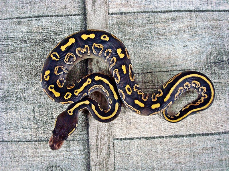 Black Pastel Mojave Yellow Belly