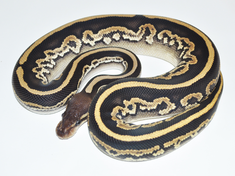 Black Pastel Mojave