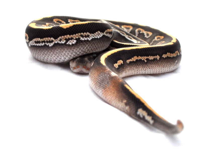 Black Pastel Mojave